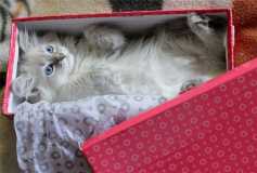 Котенок в упаковке