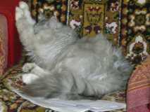 Кот уснул на табурете, Нет дороже сна на свете...