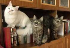 Кошки - книгохранители