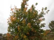 Осень достала краски, Ей много покрасить нужно: Листья – желтым и красным, Серым – небо и лужи