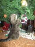 Котик елку наряжал, в гости Дед Мороза ждал!