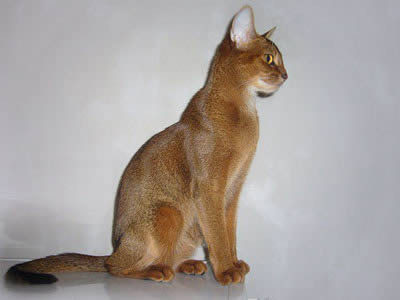 Абиссинская кошка (Abyssinian)