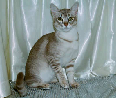 Азиатская (Asian)