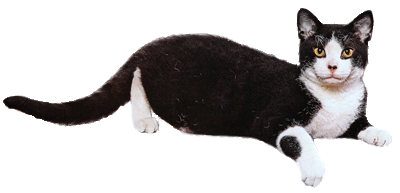 Американская жесткошерстная (American Wirehair)