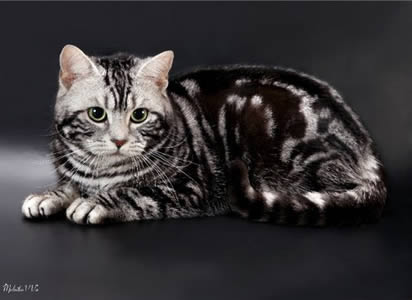 Американская короткошерстная (American Shorthair)