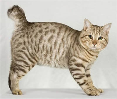 Американский бобтейл (American Bobtail)