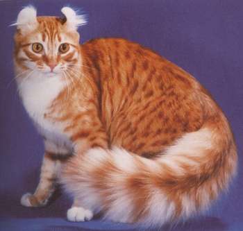 Американский керл (American Curl)