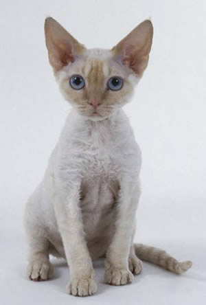 Девон рекс (Devon Rex)