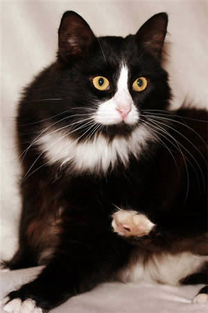 Домашняя кошка (Felis Silvestris Catus)