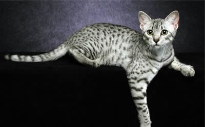 Египетская мау (Egyptian Mau)