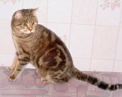 Европейская короткошерстная (European Shorthair)