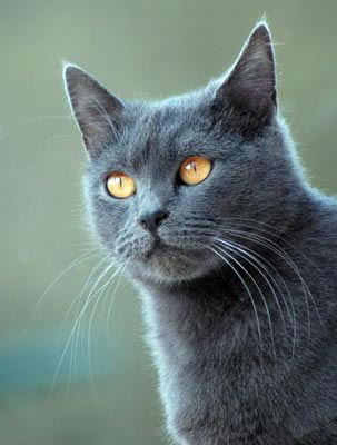 Шартрез (Chartreux)