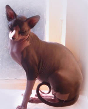 Канадский сфинкс (Sphynx)