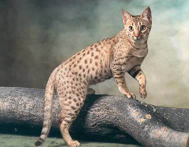 Оцикет (Ocicat)