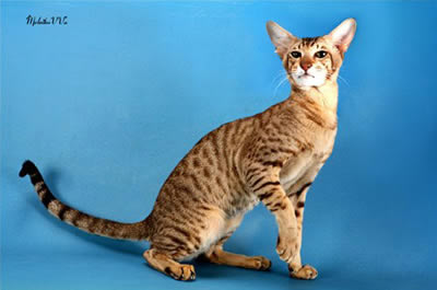 Ориентальная короткошерстная (Oriental Shorthair)