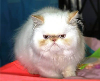Персидская (Persian)