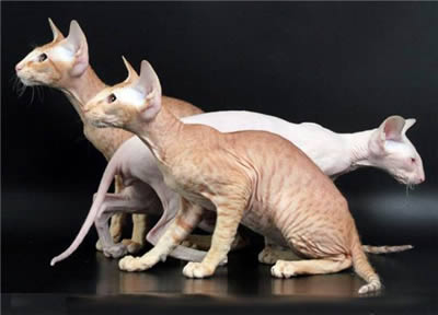 Петерболд (Peterbald)