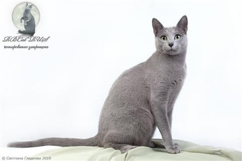Русская голубая (Russian Blue)