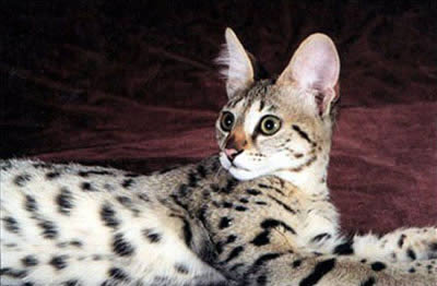 Саванна (Savannah)