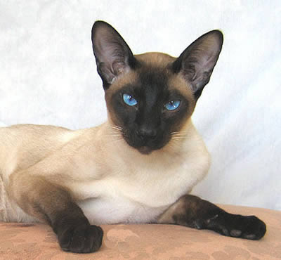 Сиамская (Siamese)