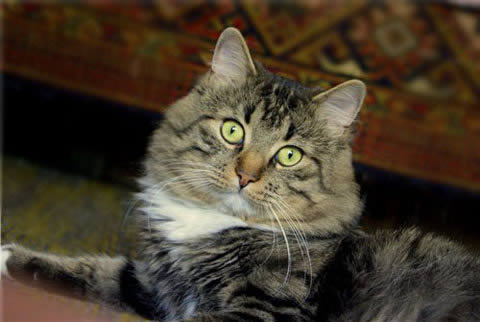 Сибирская (Siberian Cat)