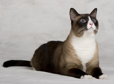 Сноу-шу (Snowshoe)