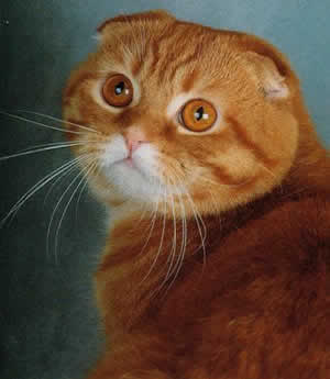 Скоттиш-фолд (Scottish Fold)