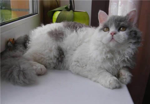 Селкирк рекс (Selkirk Rex)