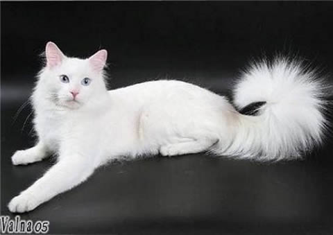 Турецкая ангора (Turkish Angora)