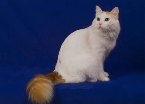 Турецкий ван (Turkish Van)