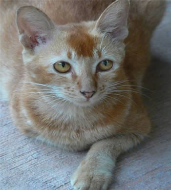 Цейлонская (Ceylon)