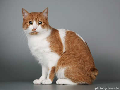 Японский бобтейл (Japanese Bobtail)