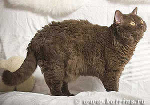 Katrin's Curly Favorit