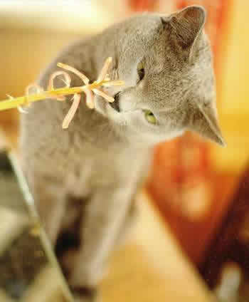 Кошки и цветы