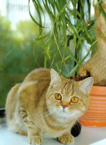 Кошки и цветы