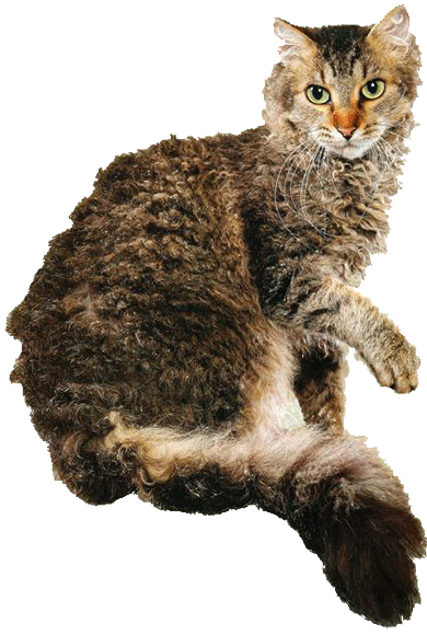 Ла перм