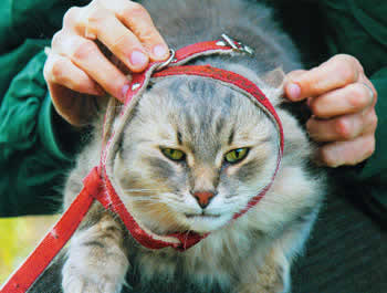 Кошка