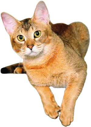 Чаузи (Chausie)