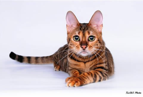 Тойгер (Toyger)