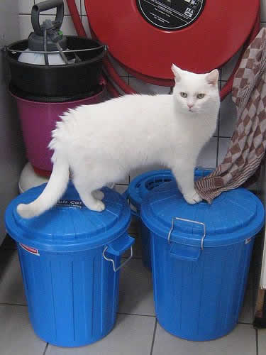 Кошачий приют на воде