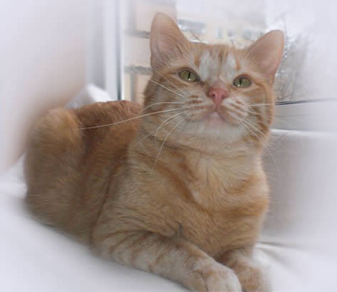 Домашняя кошка (Felis Silvestris Catus)