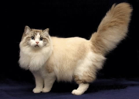 Рагамаффин (RagaMuffin)