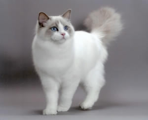 Рэгдолл (Ragdoll)