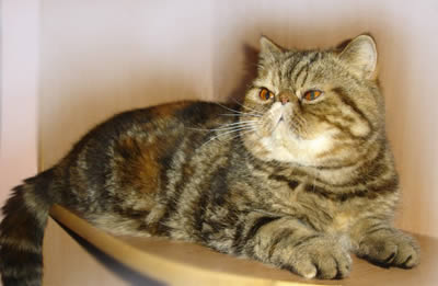 Экзотическая короткошерстная (Exotic Shorthair)