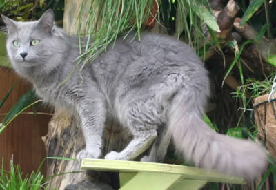 Нибелунг (Nebelung)