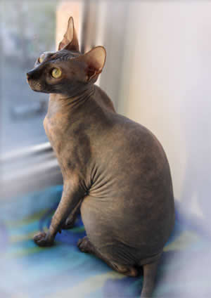 Донской сфинкс (Don Sphinx, Donskoy)