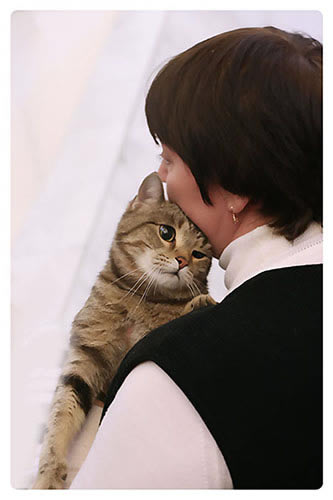 Европейская короткошерстная (European Shorthair)