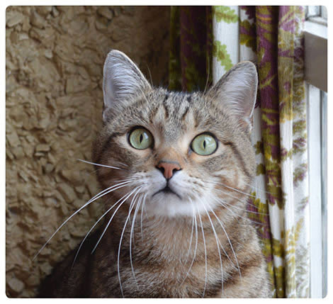 Европейская короткошерстная (European Shorthair)
