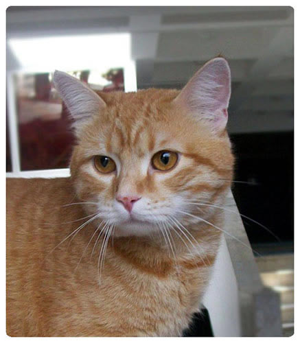 Европейская короткошерстная (European Shorthair)