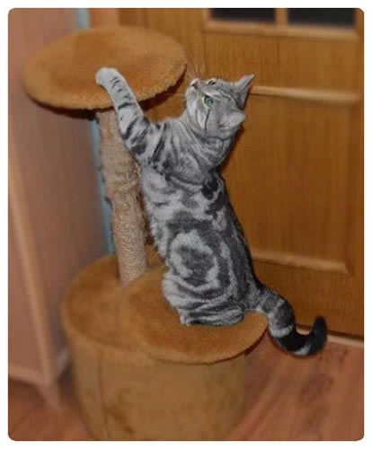 Европейская короткошерстная (European Shorthair)